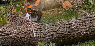 Best Landscape Design and Installation  in Listoga, CA