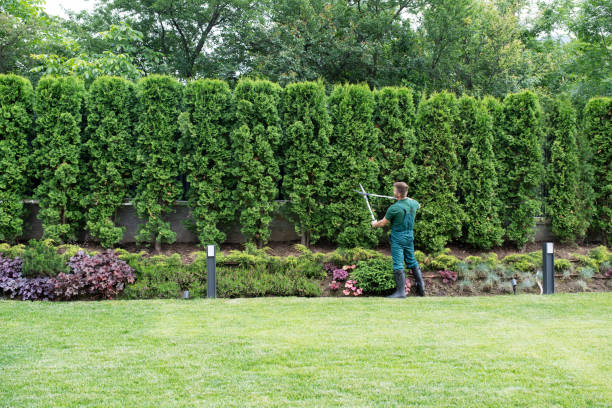 Tree and Shrub Care in Calistoga, CA