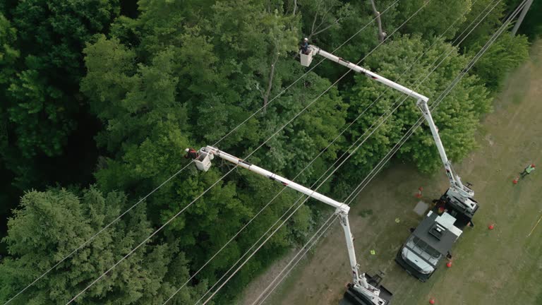 Best Storm Damage Tree Cleanup  in Listoga, CA