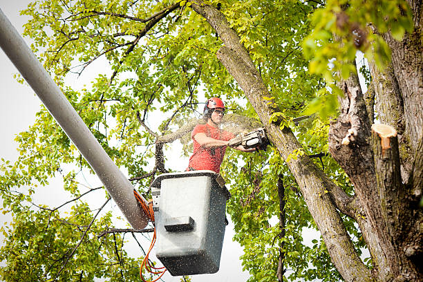 Best Commercial Tree Services  in Listoga, CA